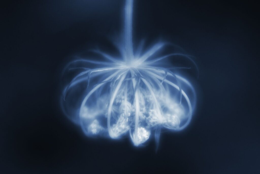 Macro abstract fine art photography